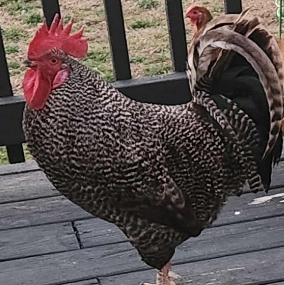 Support your Host-To Feed Clarence and the Crew